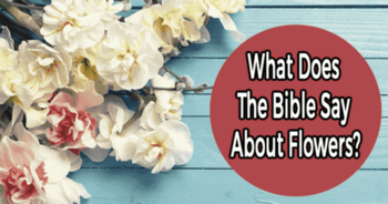 stop-and-smell-the-flowers-what-does-the-bible-say-about-flowers